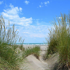 Alberoni Sand Dune Oasis